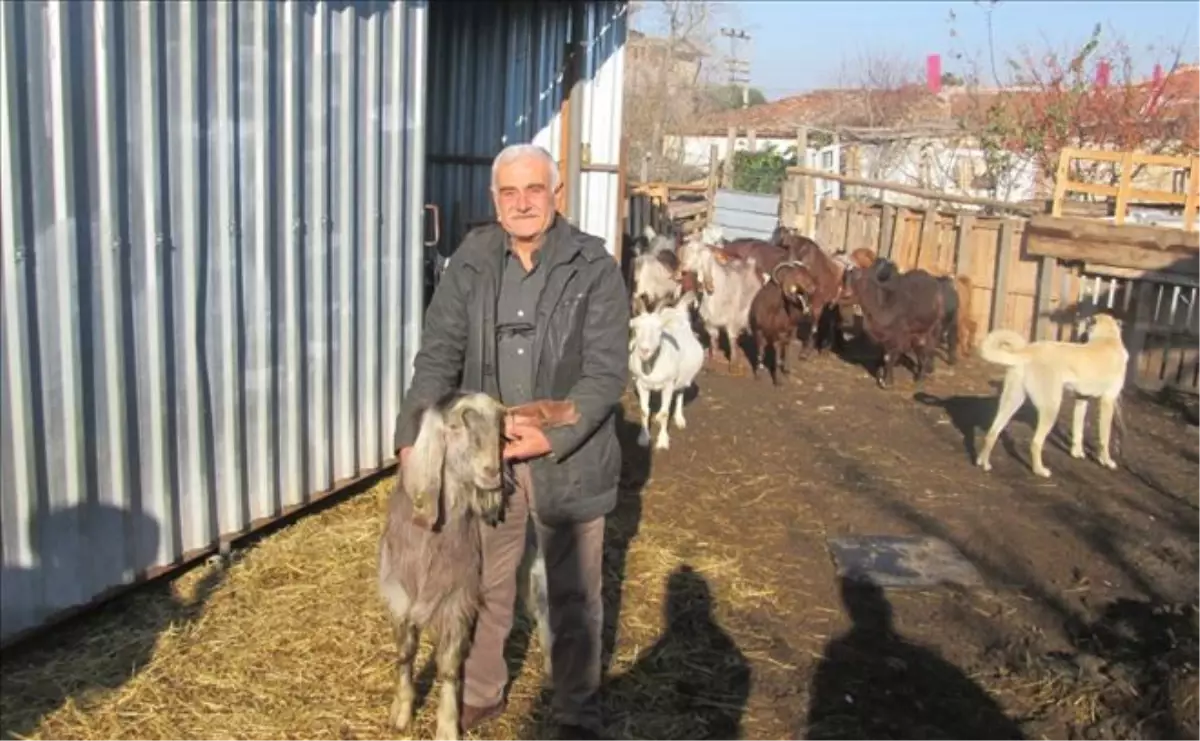 "Halep Keçisi" ile Tanıştı, Çiftlik Kurup Yüksek Verim Aldı