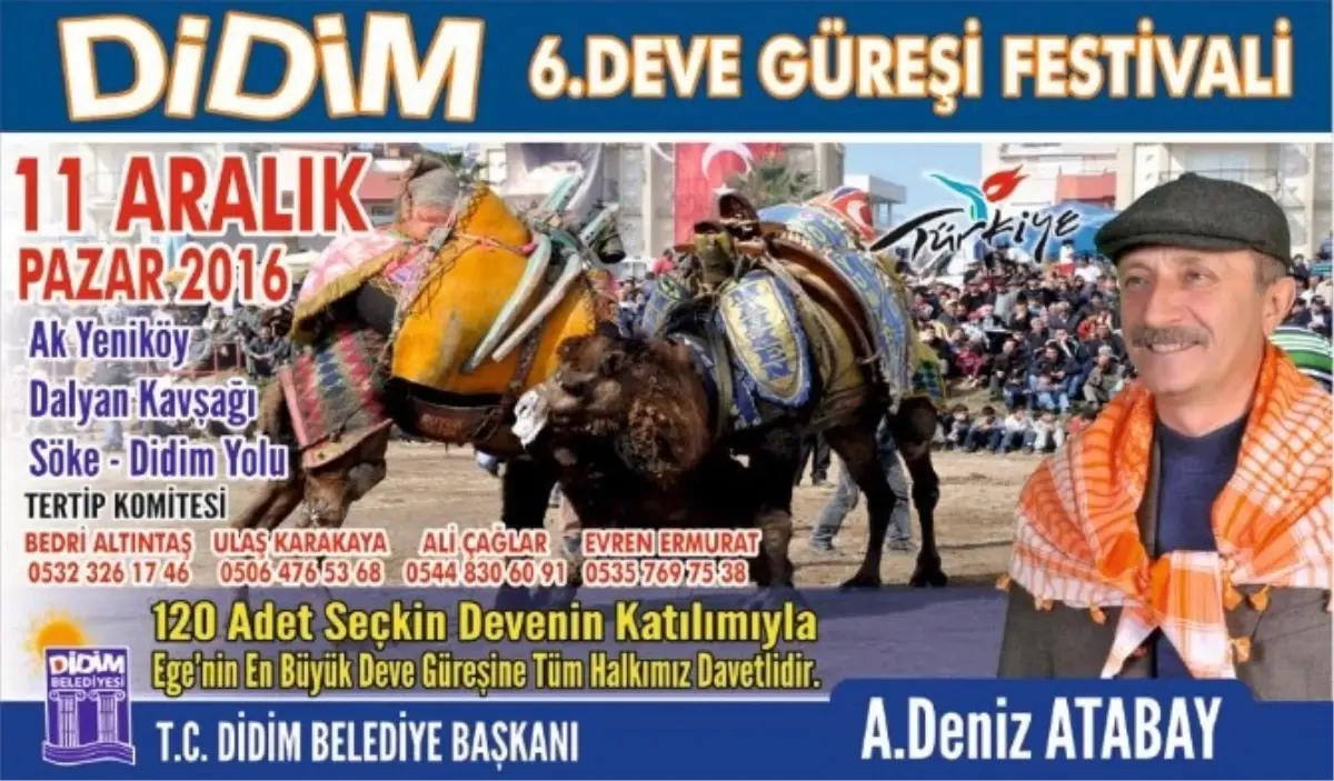 Didim Deve Güreşi Festivali 11 Aralık Pazar Günü Yapılacak