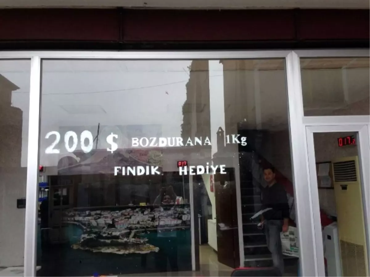 Dolarını Bozdurana Fındık Hediye