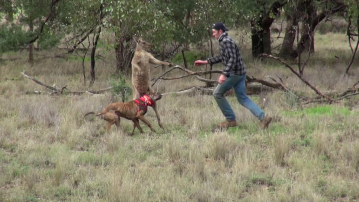 Kanguruya Yumruk Atan Adam Ölüm Tehditleri Alıyor