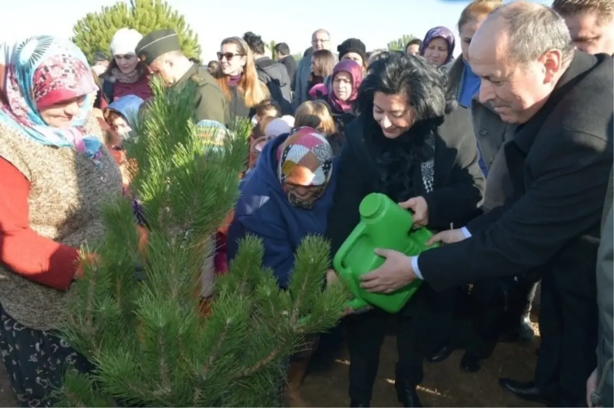 Kırklareli Bereket Ormanı\'nda 52 Bin Fidan Toprakla Buluştu