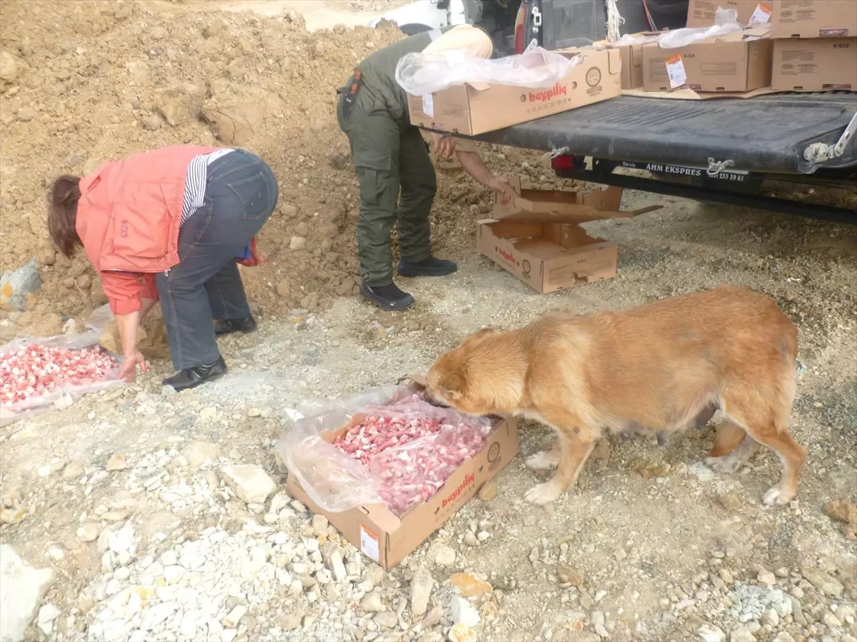 Sokak Hayvanları İçin Yiyecek Bırakıldı