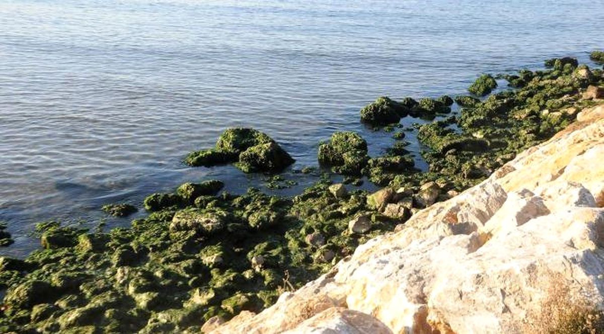 Yalova\'da Deniz 10 Metre Çekildi