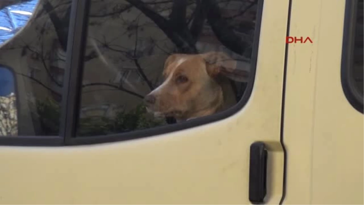 Antalya Minibüste Bırakılan Köpek Kurtarıldı