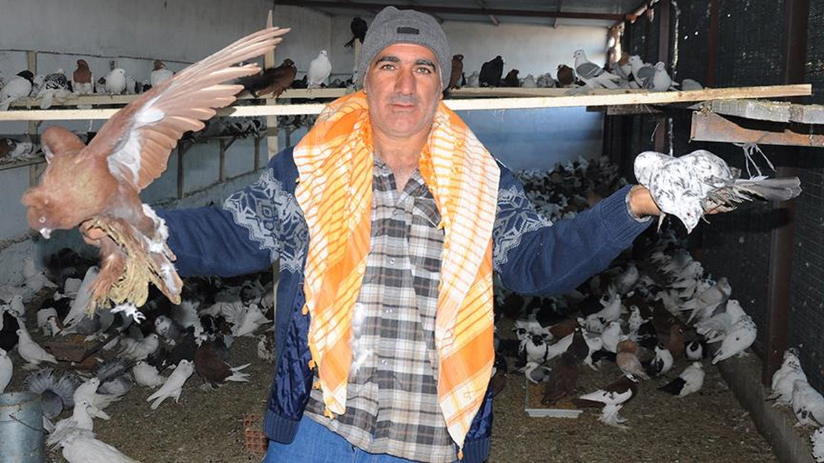 İcradan Satılık 2 Bin Güvercin