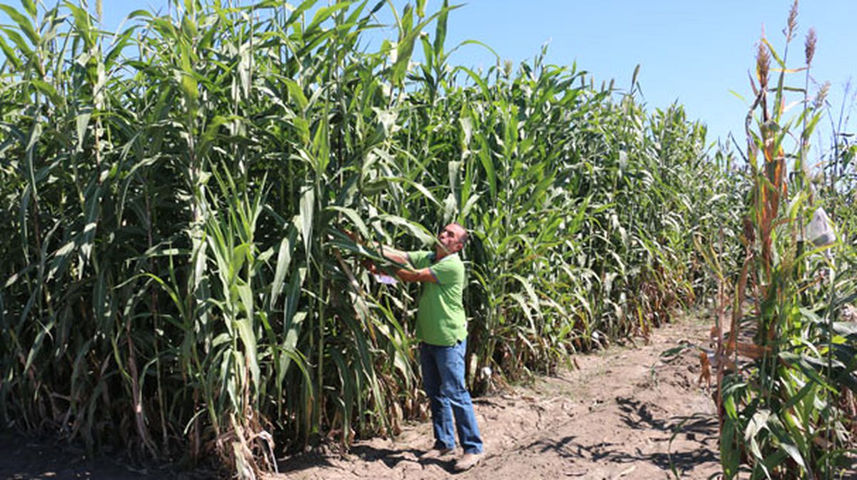Biyobenzin Üretiminin Ham Maddesi 'Tatlı Sorgum' Türkiye'ye Uyum Sağladı
