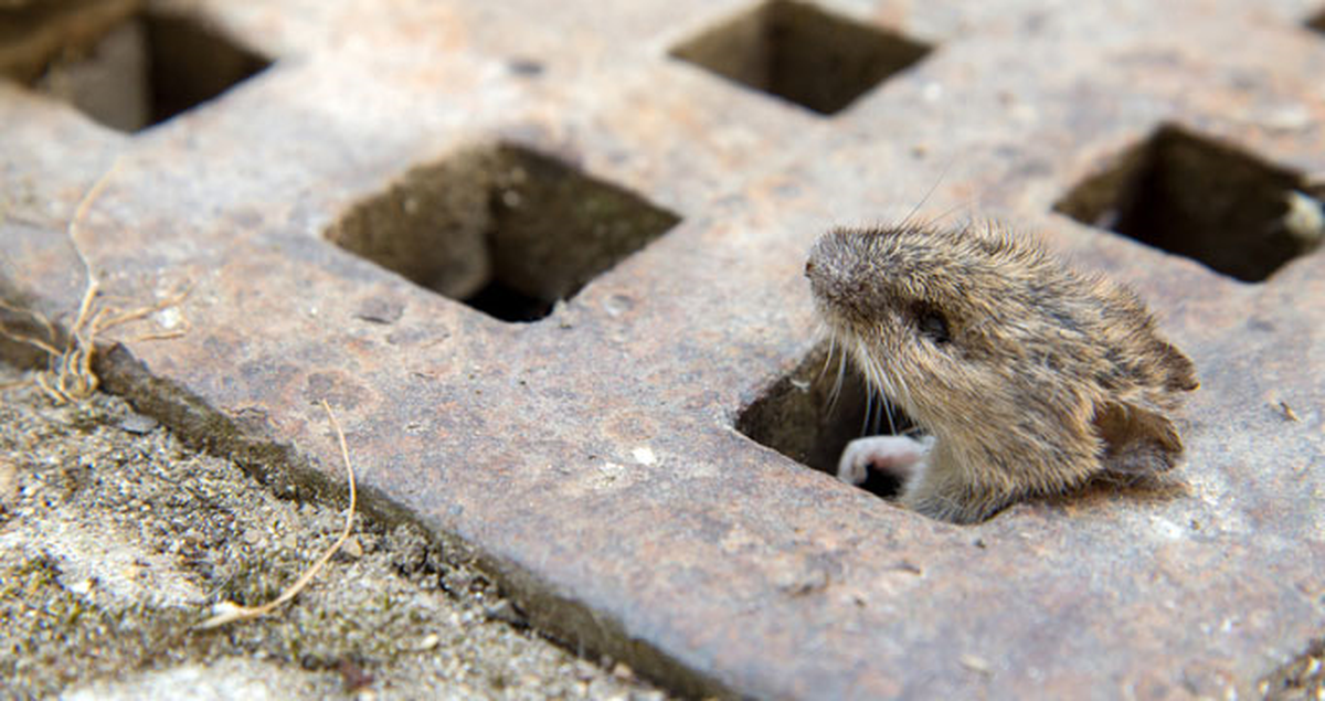 Paris Belediyesi Farelere Savaş Açtı