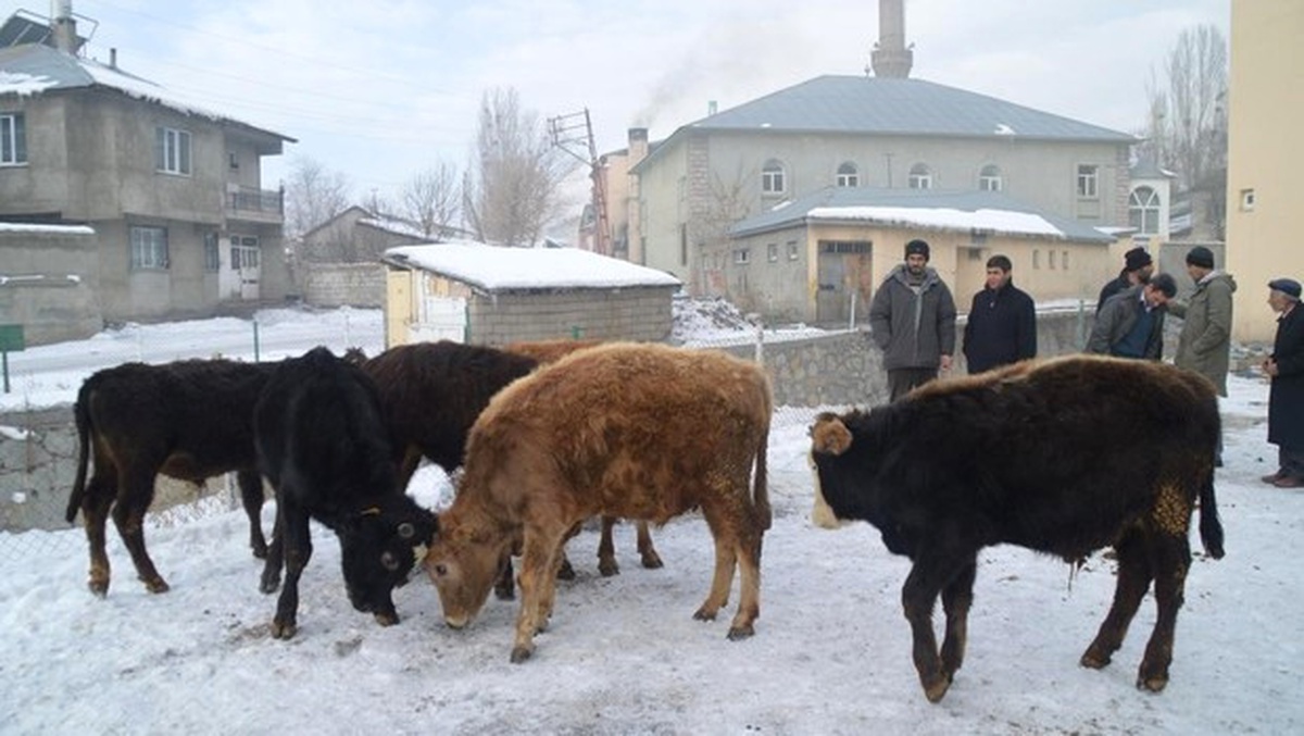 Sokak Kedileri Klimalı Durağı Mesken Tuttu