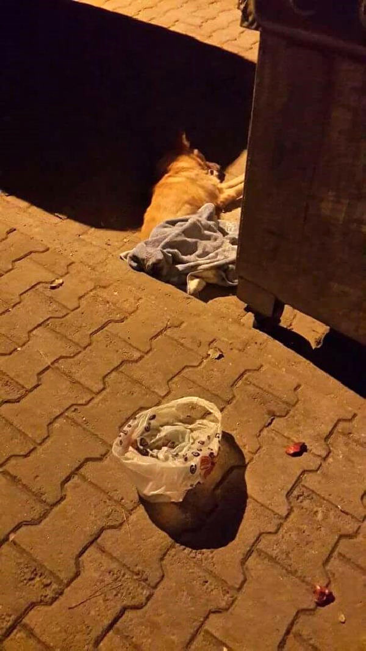 Tire\'de 3 Köpeği Zehirli Etle Öldürdüler