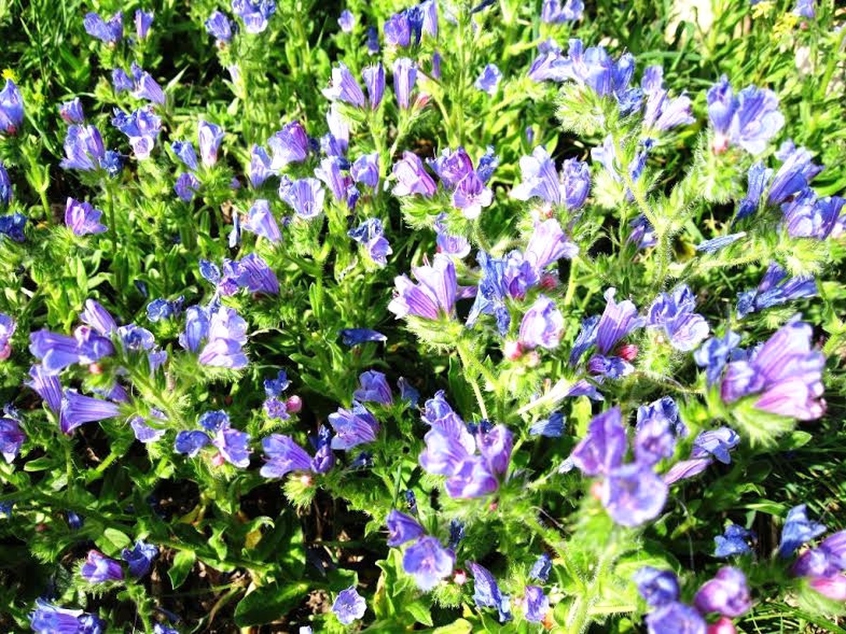 Üniversite Öğrencilerinin Yetiştirdiği Bitkiler Kampüste Satılıyor