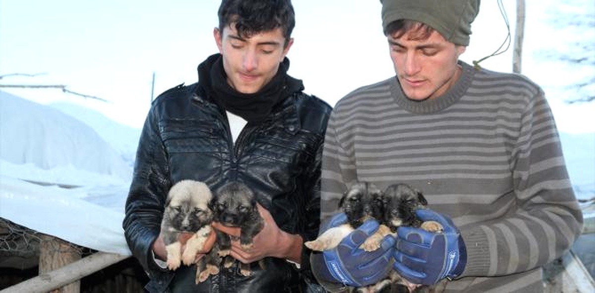 Yavru Köpeklere Mahallenin Gençleri Sahip Çıktı