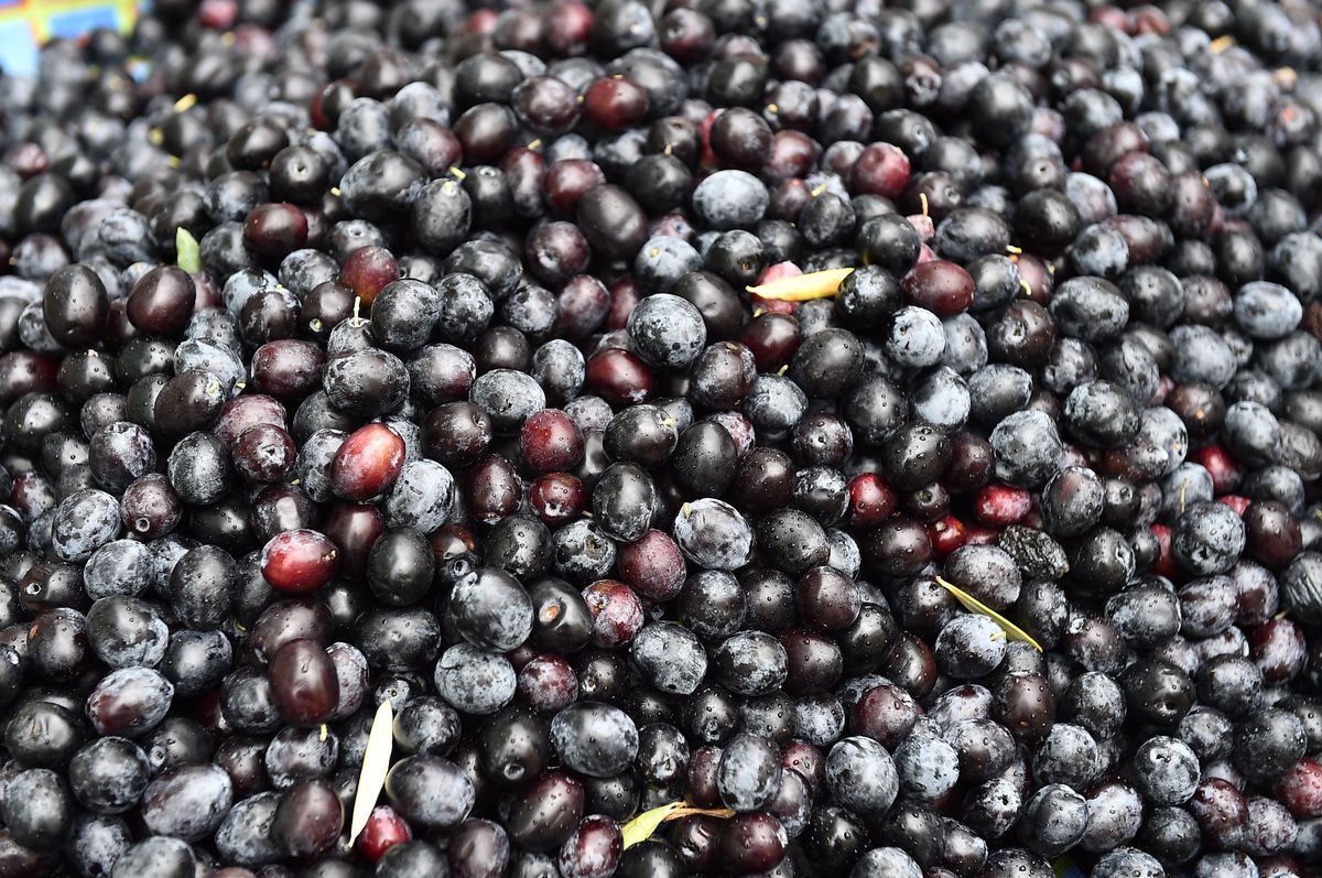 Zeytin üreticisine kalite desteği