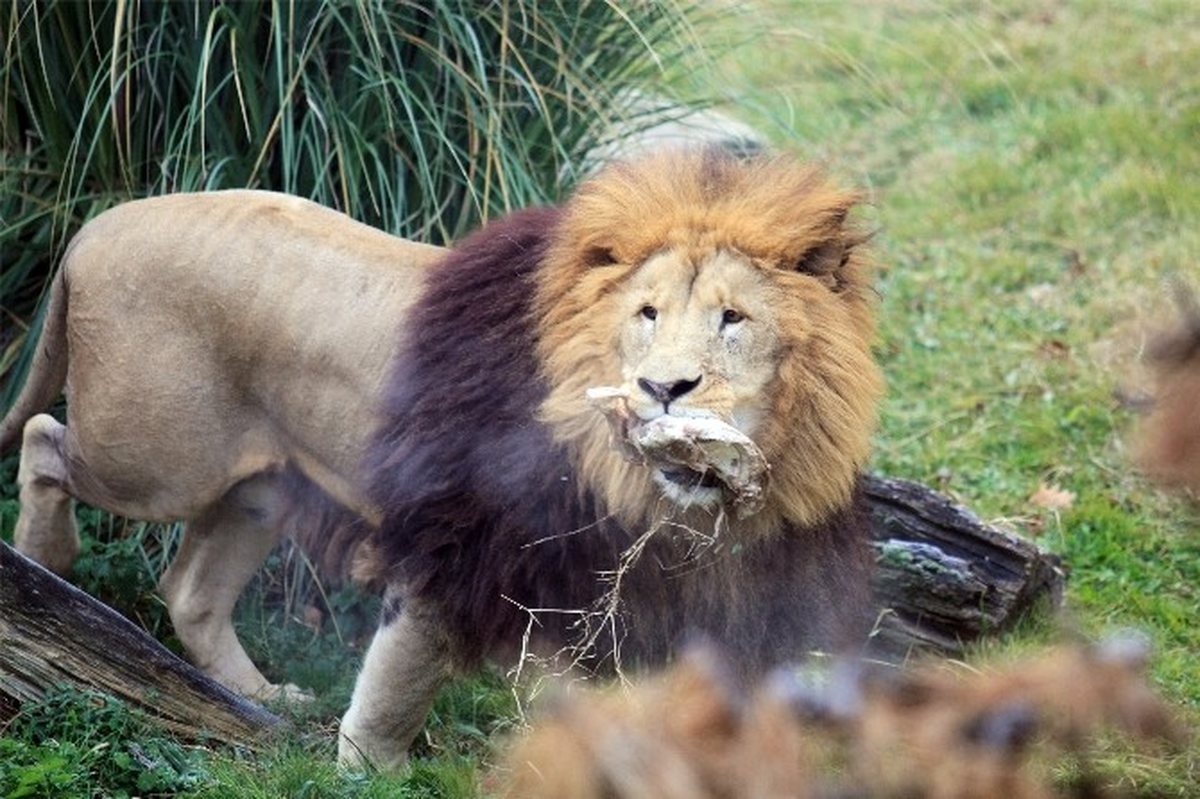 Zoopark\'taki Aslanların Nefes Kesen Kış İdmanı...