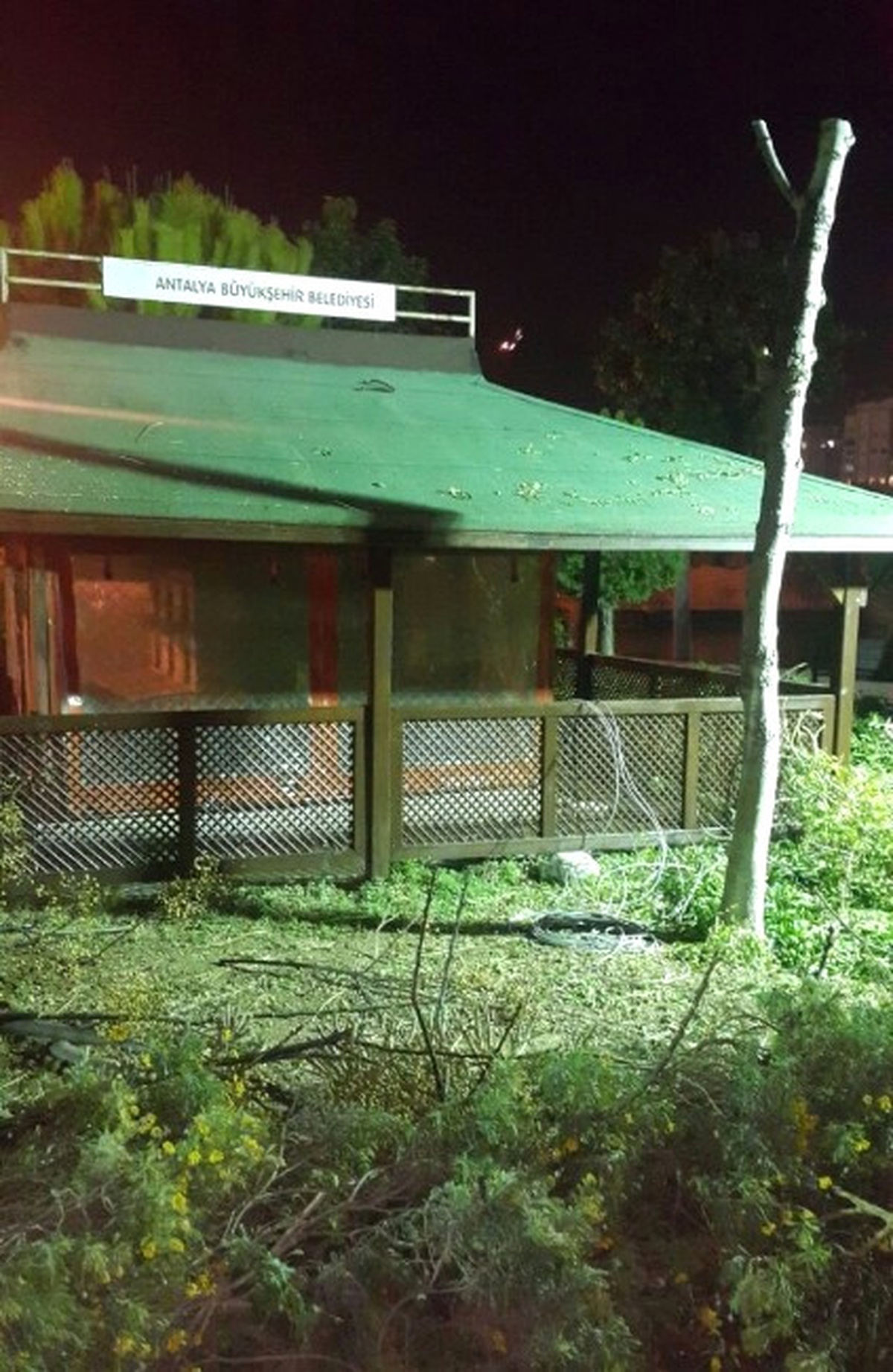Antalya\'da Kedi Ölümlerine Aydınlatmalı Önlem
