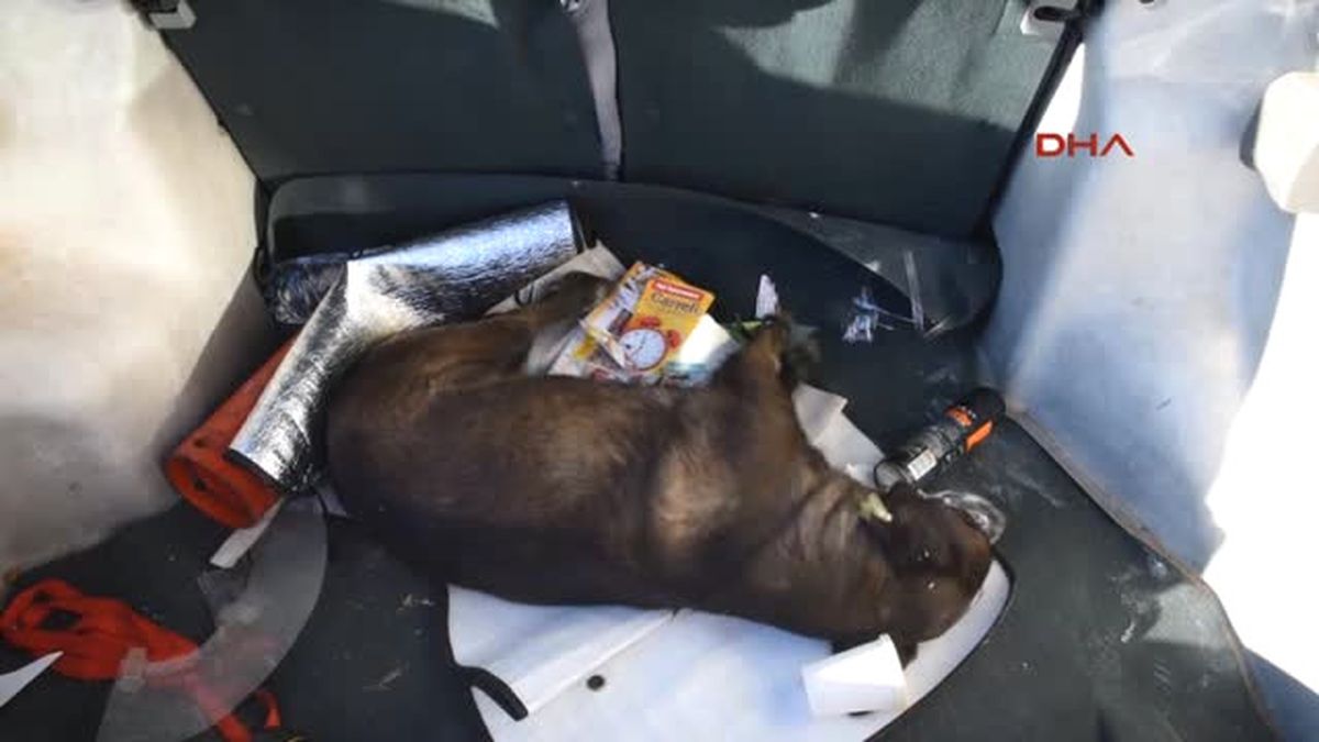 Antalya Köpek Katliamı Devam Ediyor
