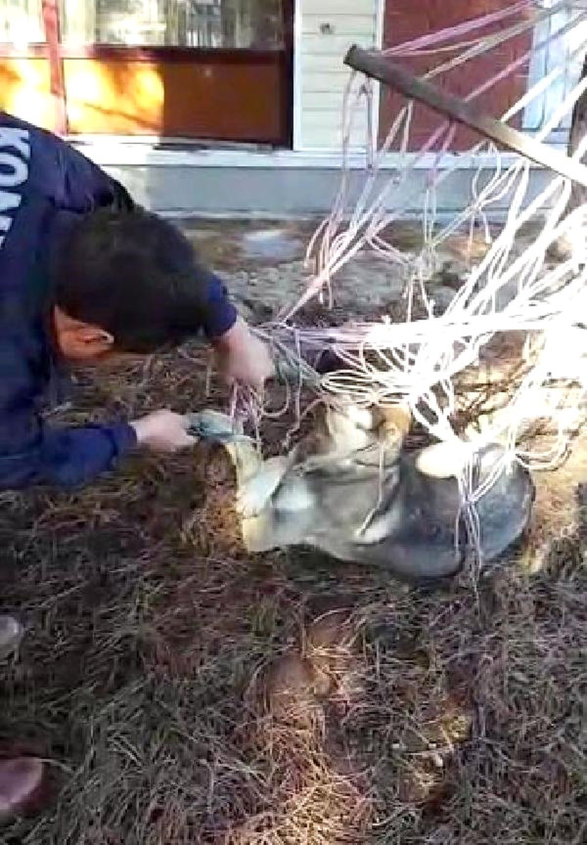 Ayağı Hamağın İpine Dolanan Köpeği İtfaiye Ekipleri Kurtardı