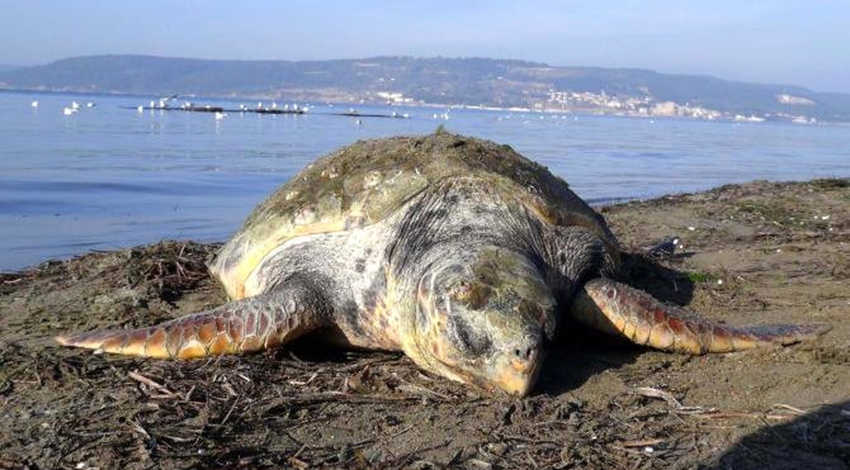 Çanakkale\'de Ölü Caretta Caretta Bulundu