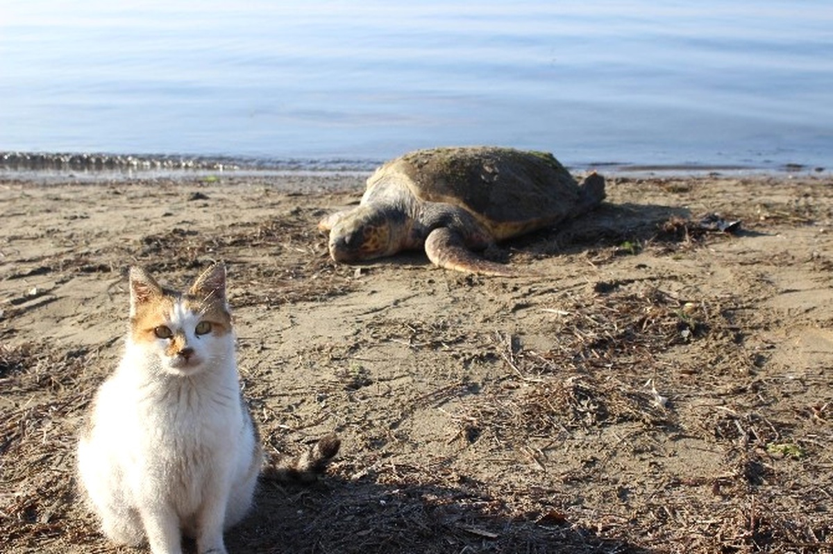 Çanakkale\'de Sahile Ölü Caretta Caretta Vurdu