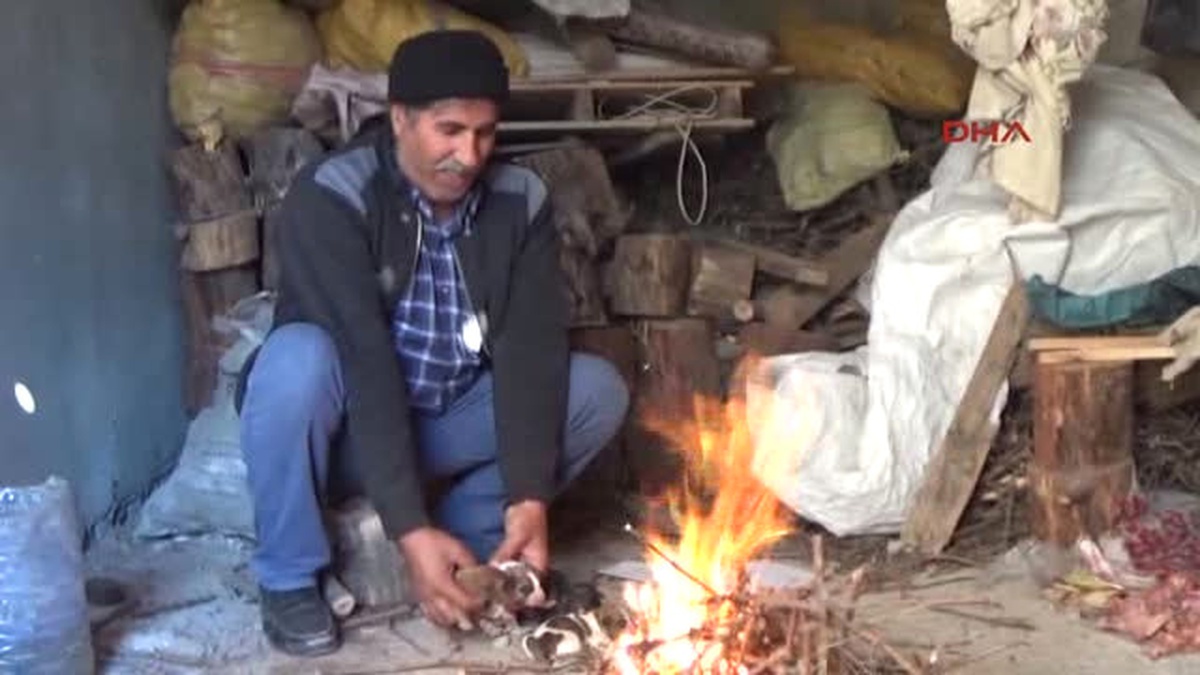 Gaziantep Sokakta Bulduğu Yavru Köpekleri Biberonla Besliyor