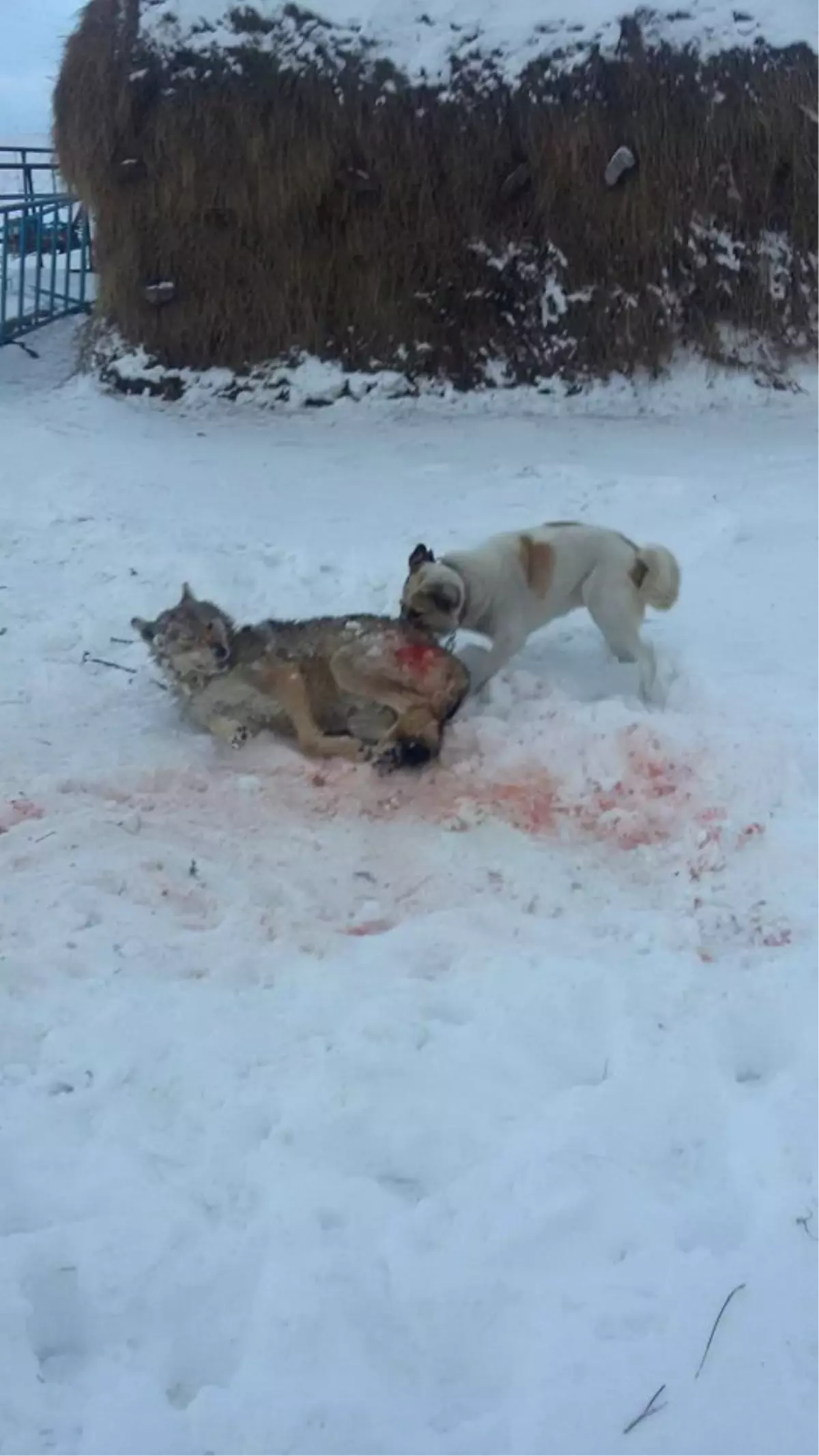 Kahraman Köpek! Köye İnen Kurt Sürüsüne Tek Başına Direndi