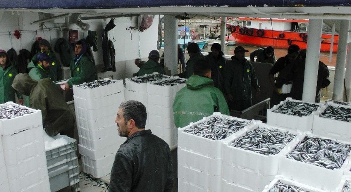 Karadeniz\'de Hamsi Bereketi