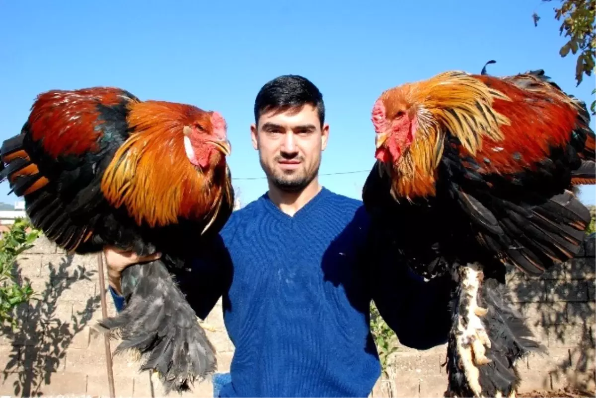 Kickboks Şampiyonu, Horozunu da Şampiyonluğa Hazırlıyor