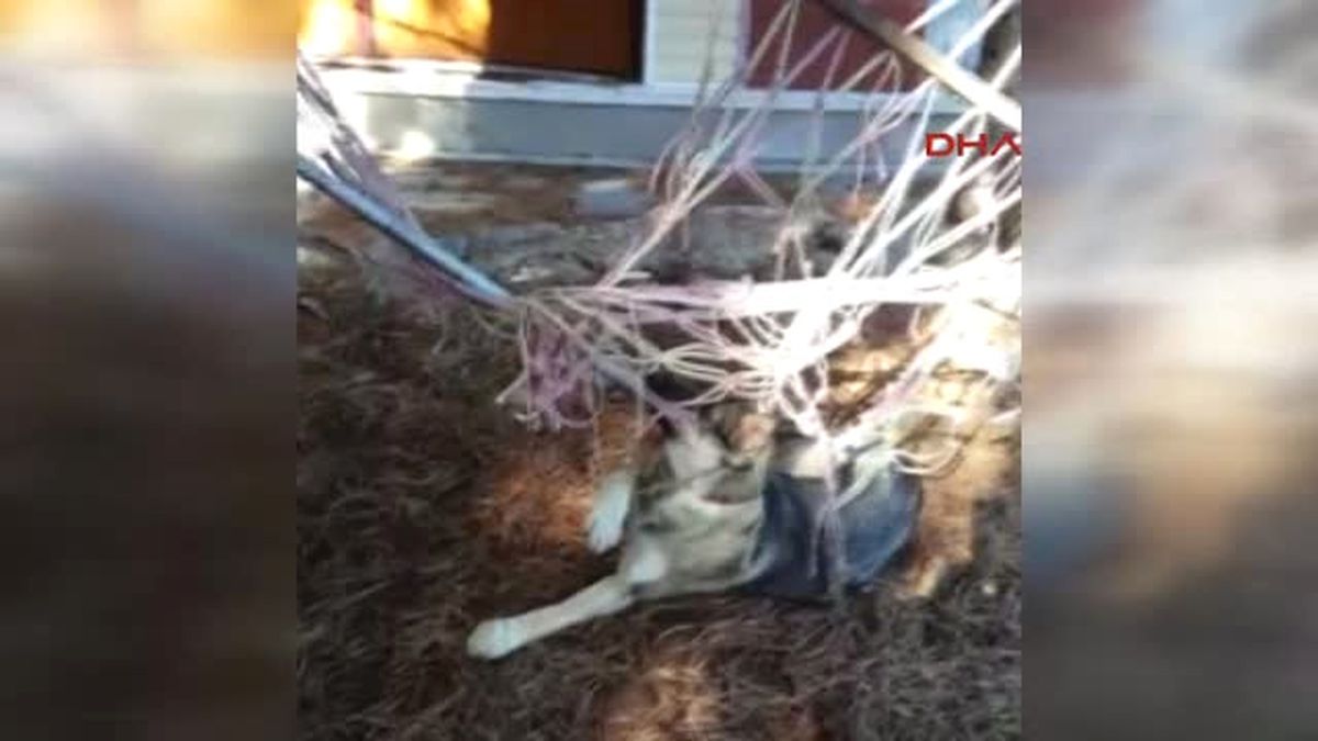 Konya Ayağı Hamağın Ipine Dolanan Köpeği Itfaiye Ekipleri Kurtardı