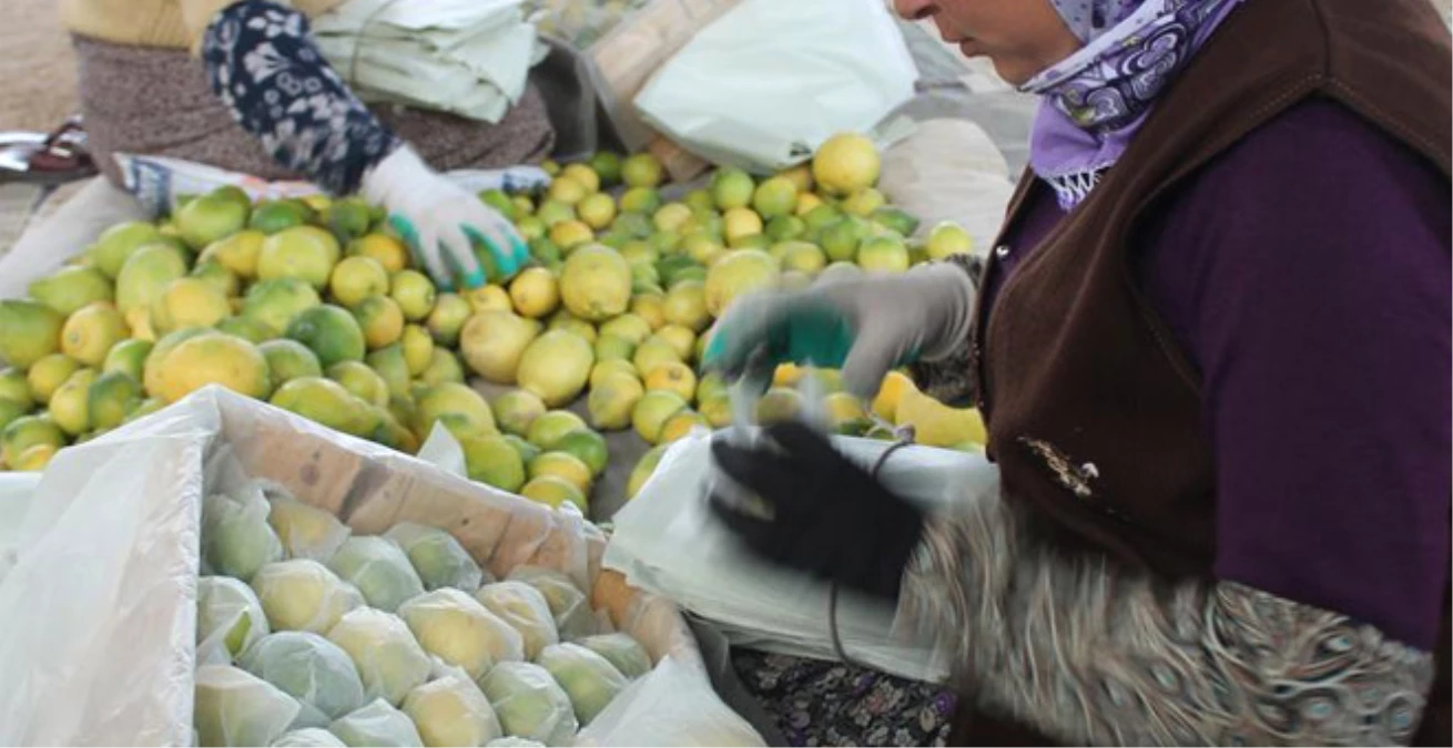 Limon Ürericileri "Yataklı Limona" Yöneldi! Daha Çok Kazandırıyor