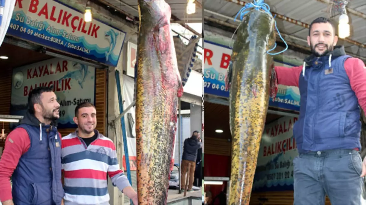 Balıkçılar, Baraj Gölünde 60 Kiloluk Yayın Balığı Yakaladı