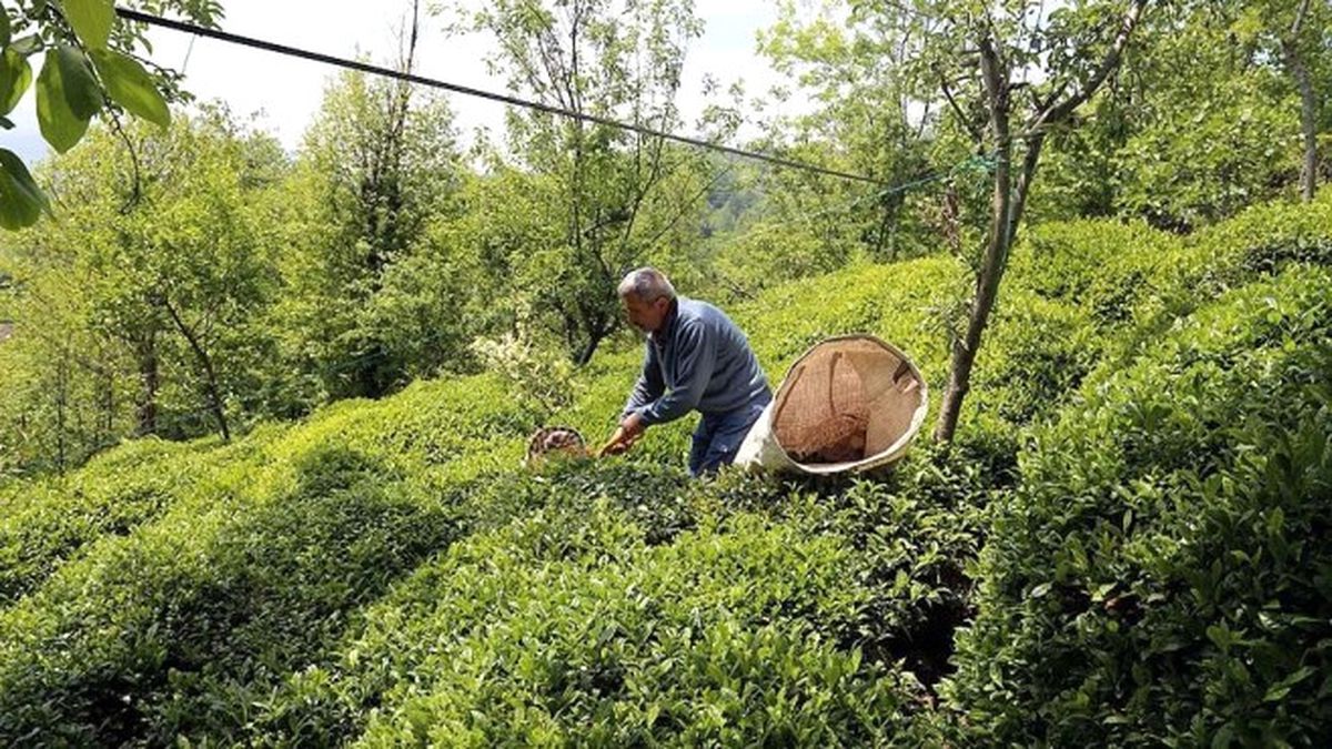 Türk Çayı 85 Ülkeye Satıldı