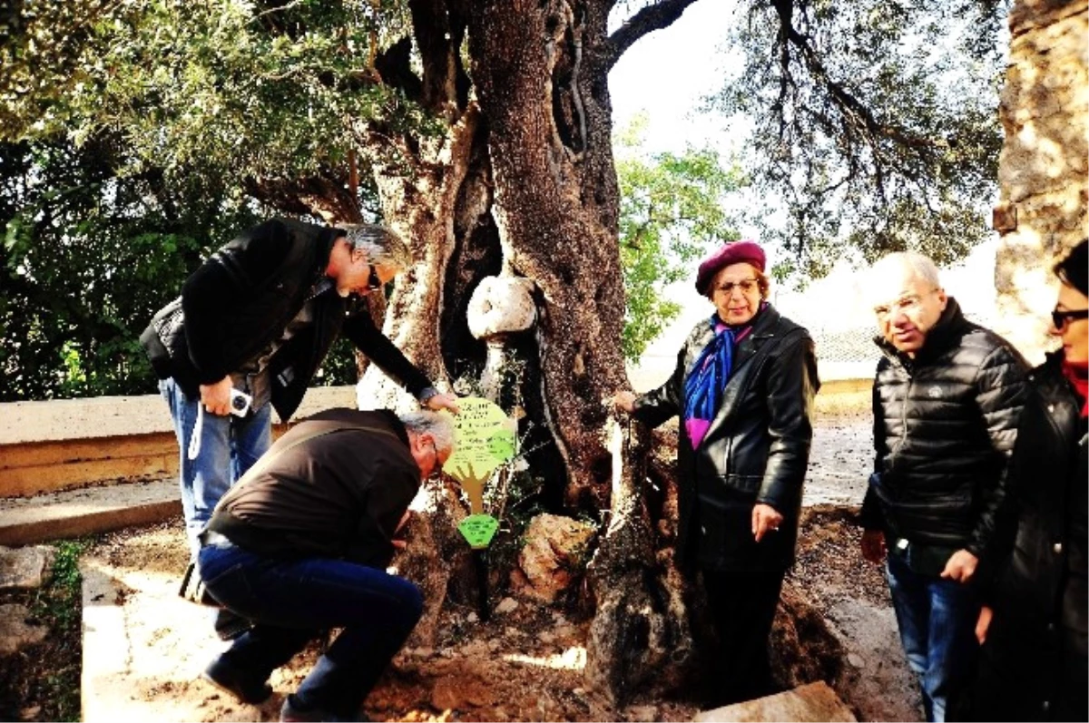 650 Yıllık Zeytin Ağacına Plaket Takıldı