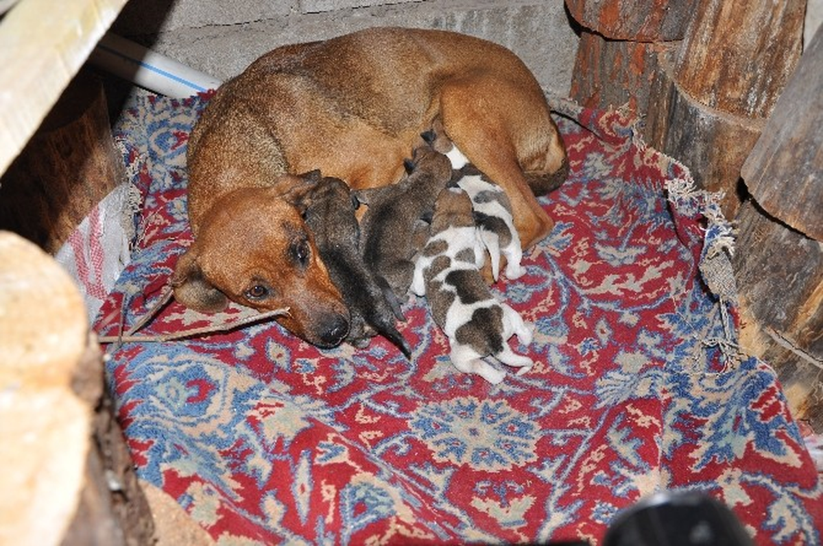 Doğum Yapan Köpek ve Yavrularına Sahip Çıktılar