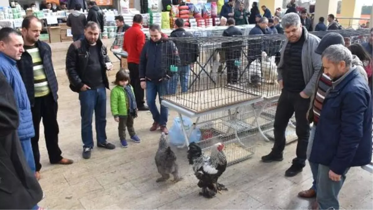 Kanatlılar Festivaline Yoğun İlgi