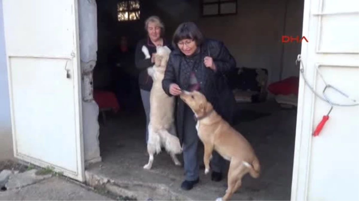 Kocaeli Sokak Köpeklerini Toplayarak Beslemesi Nedeniyle Ceza Kesildi