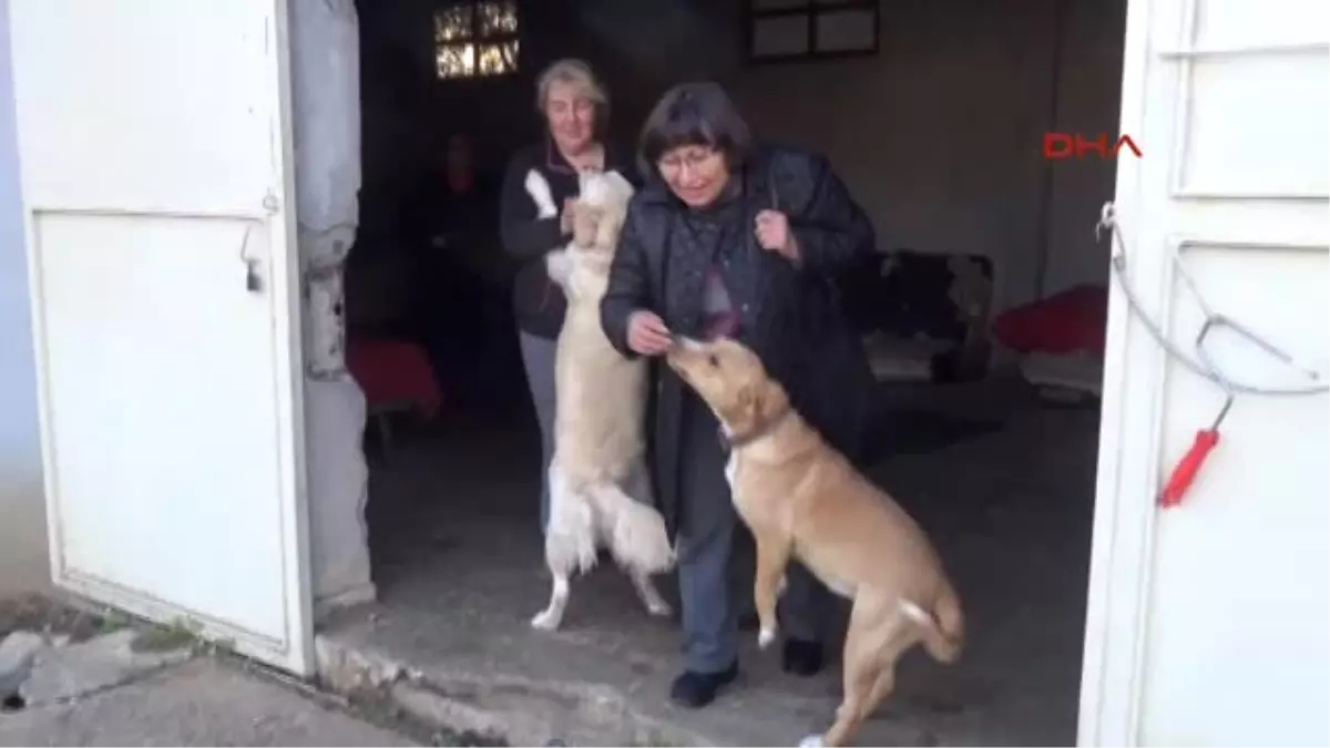 Kocaeli Sokak Köpeklerini Toplayarak Beslemesi Nedeniyle Ceza Kesildi