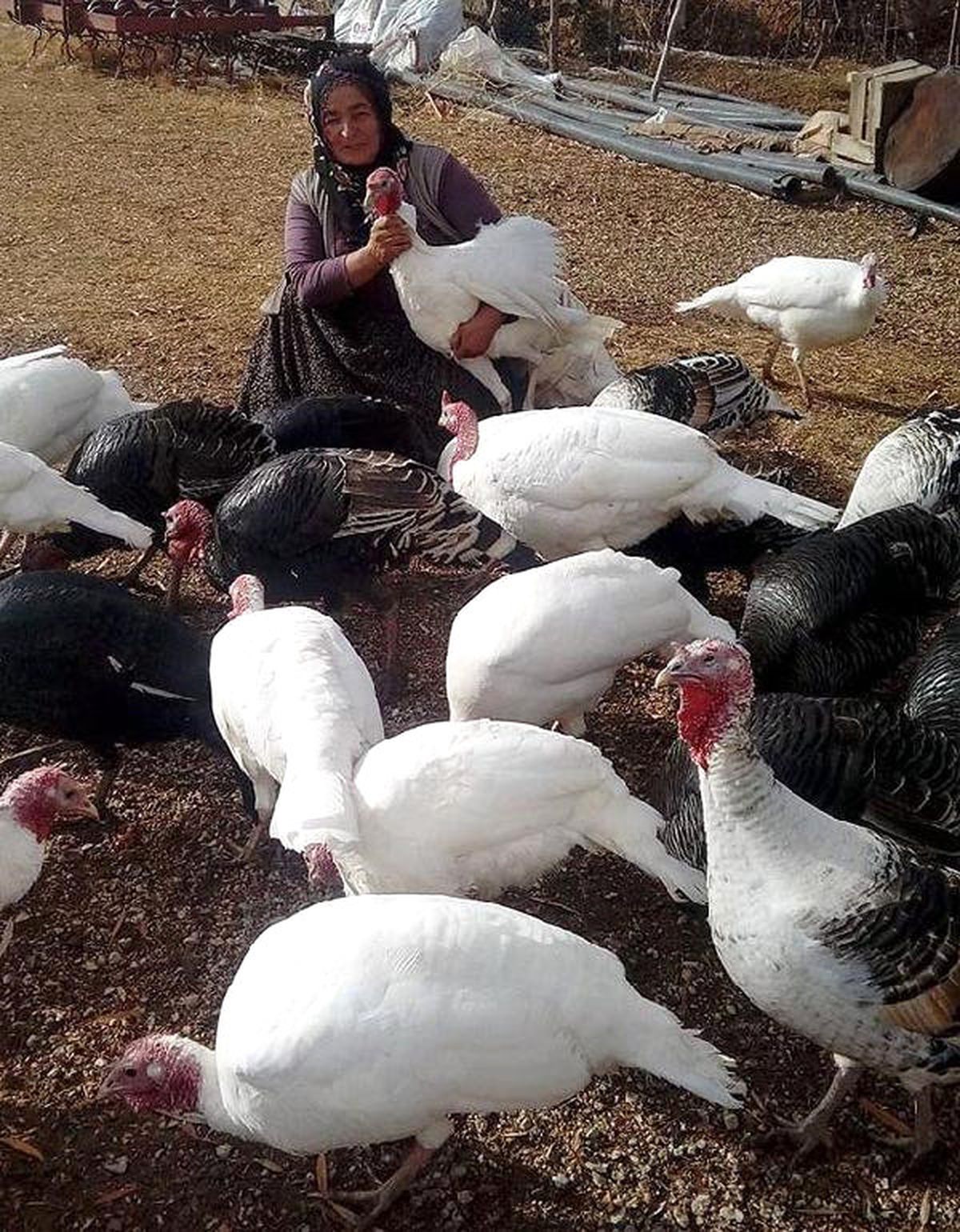 Yılbaşı Hindileri Satışa Çıktı
