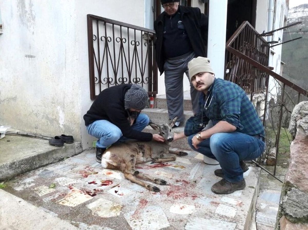 Avcılar Tarafından Vurulan Karaca Tedavi Edildi