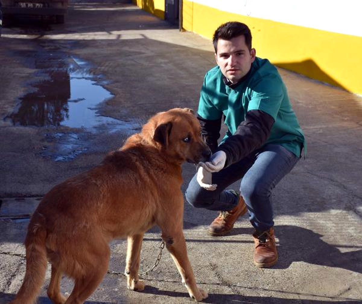 Barınak Köpeği Çakır, Kanseri Yendi