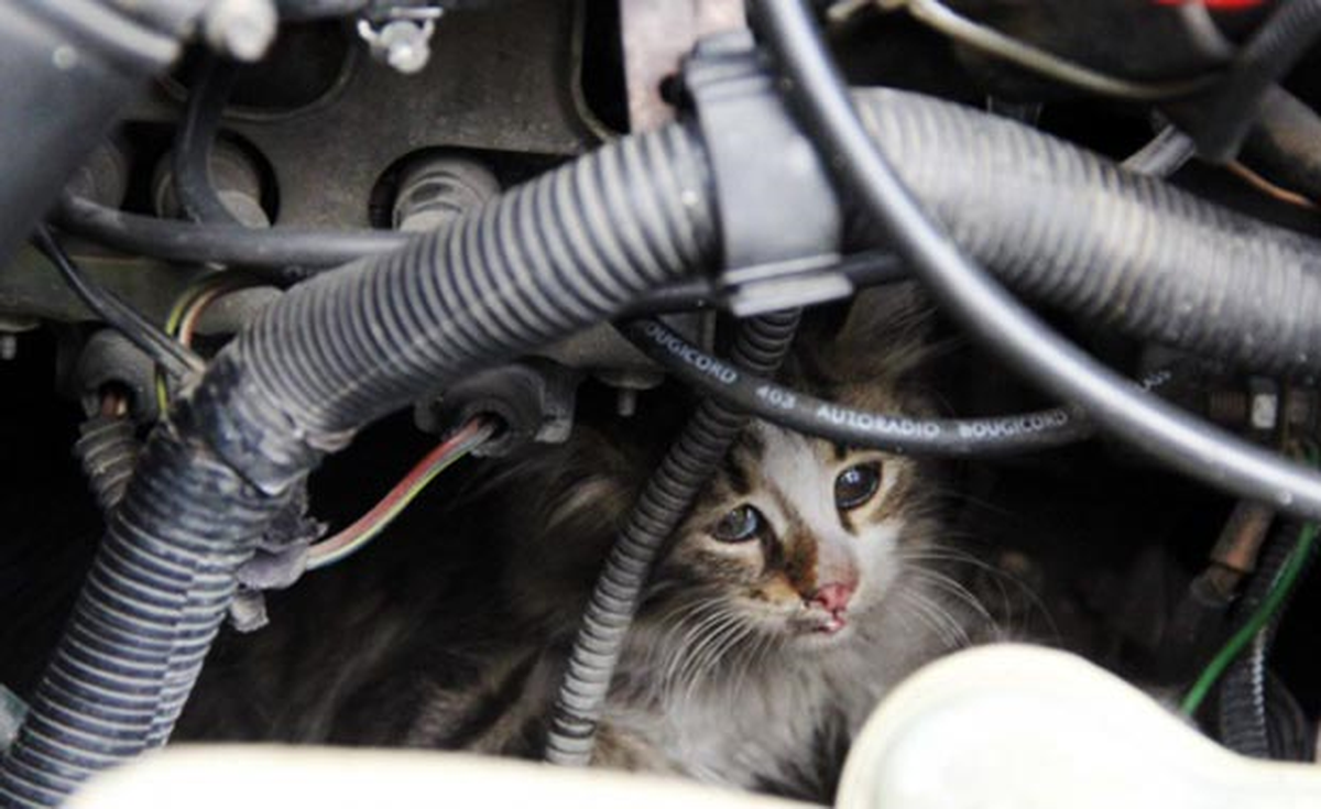 Isınmak İçin Otomobilin Kaputuna Giren Kedi Yavrusunu İtfaiye Ekipleri Kurtardı