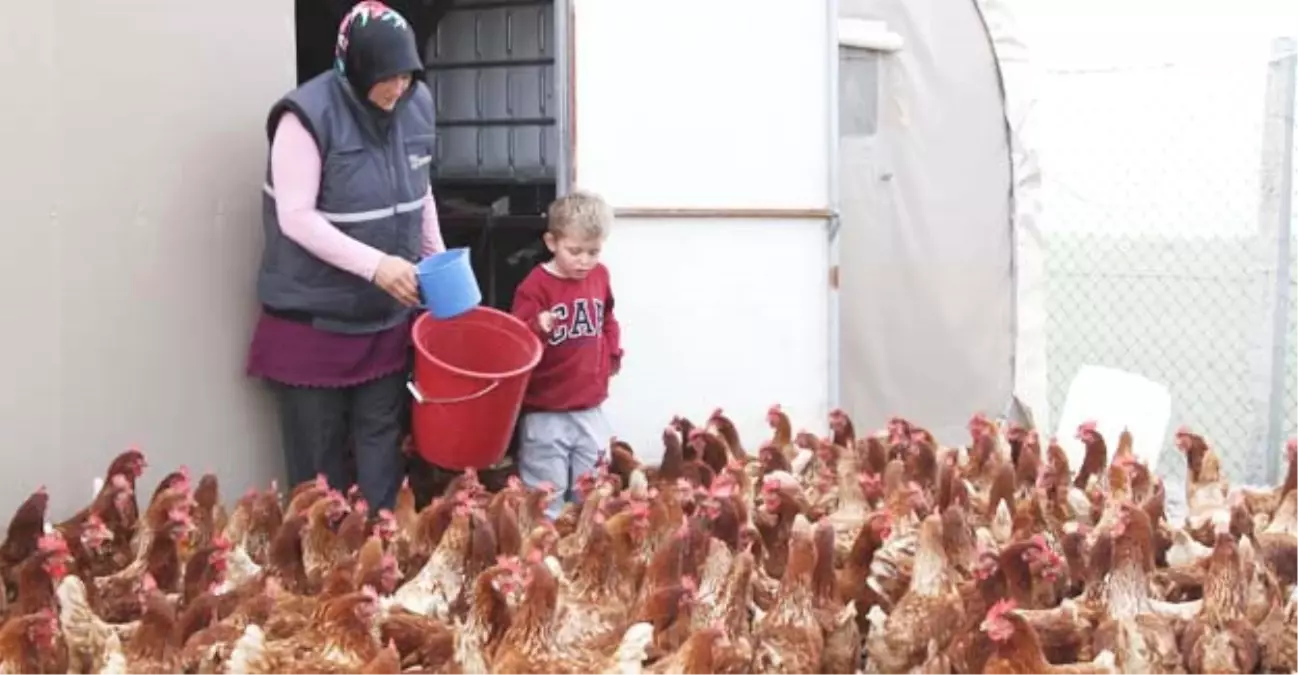 İstediği Lezzette Yumurta Bulamayınca Çiftlik Kurdu