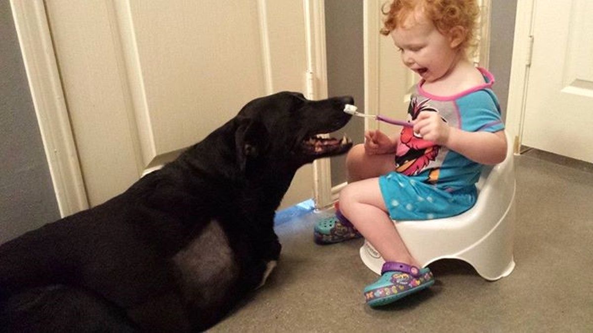 Kanser Hastası Köpek Tedavi Edildi