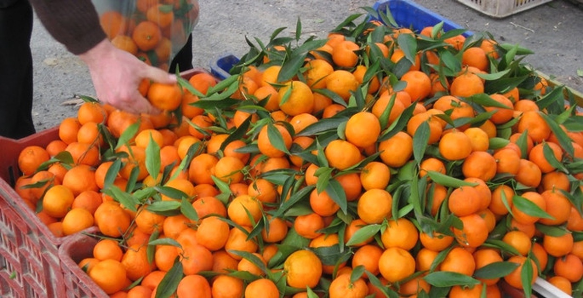 Mersin\'de Öğrencilere 7 Ton Mandalina Dağıtıldı
