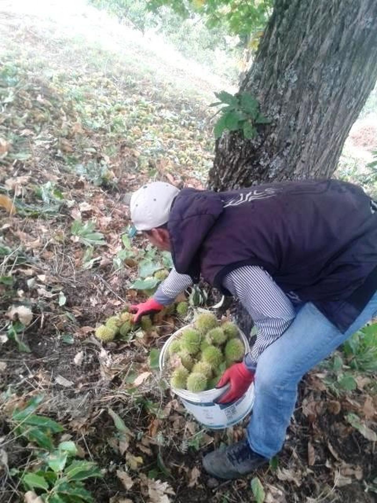 Ödemiş Kestaneleri 10 Liradan En Çok İtalya\'ya İhraç Ediliyor