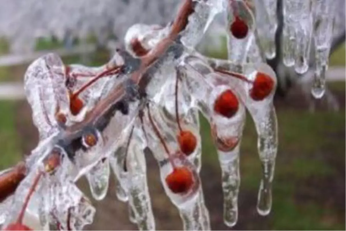 Meteorolojiden Zirai Don Uyarısı