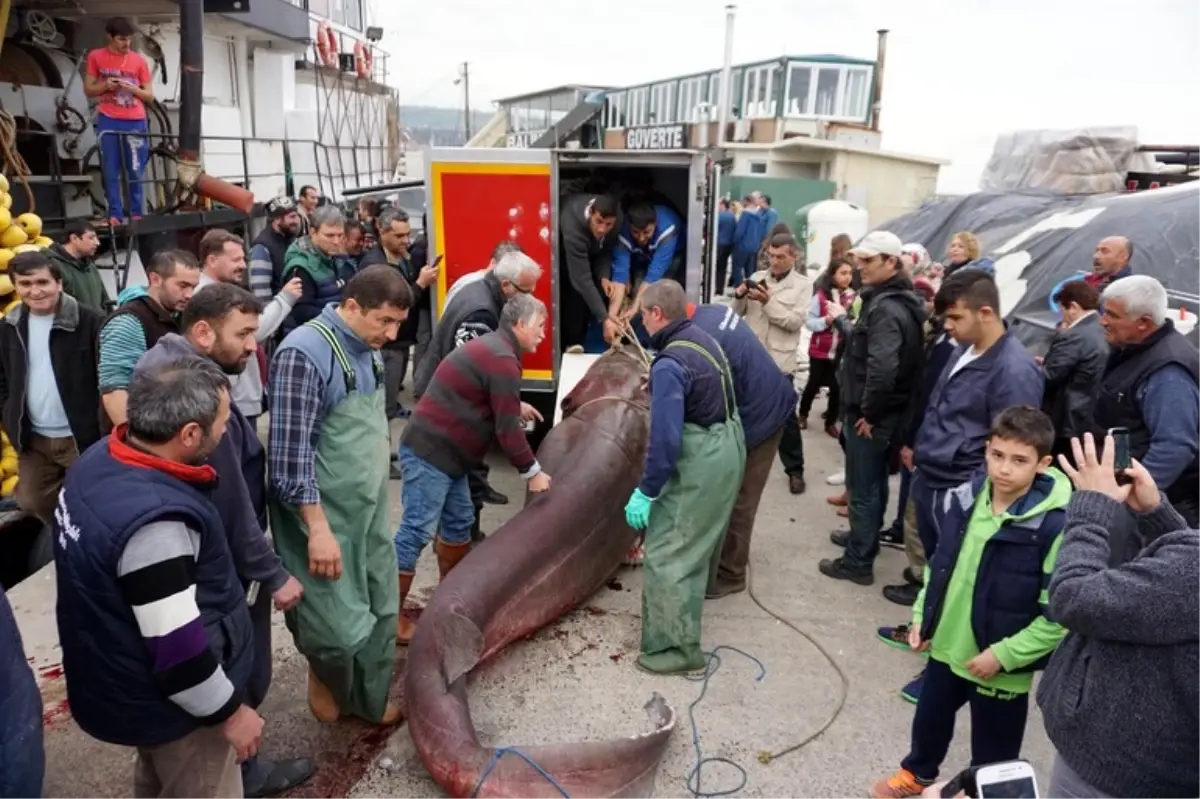 Tekirdağ\'da Köpekbalığı Yakalandı