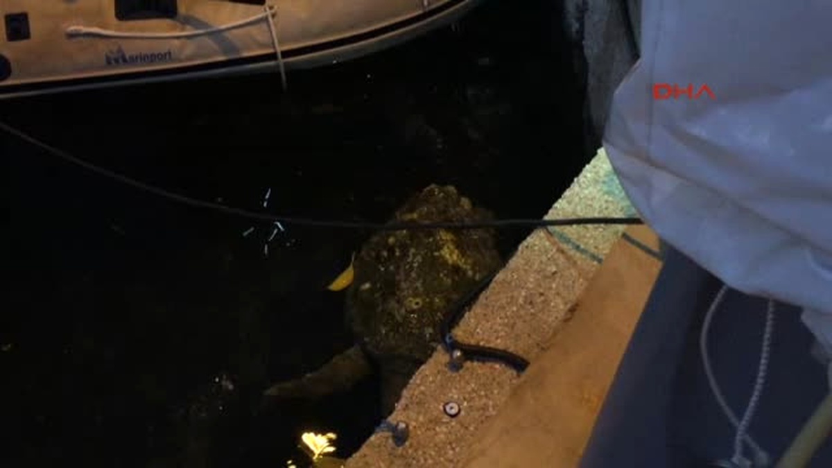 Bodrum - Caretta Carettayı Akut Kurtardı