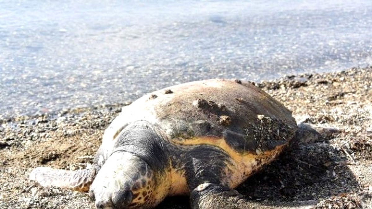 Bodrum\'da Caretta Caretta ve Yavru Keçi Kurtarma Operasyonu