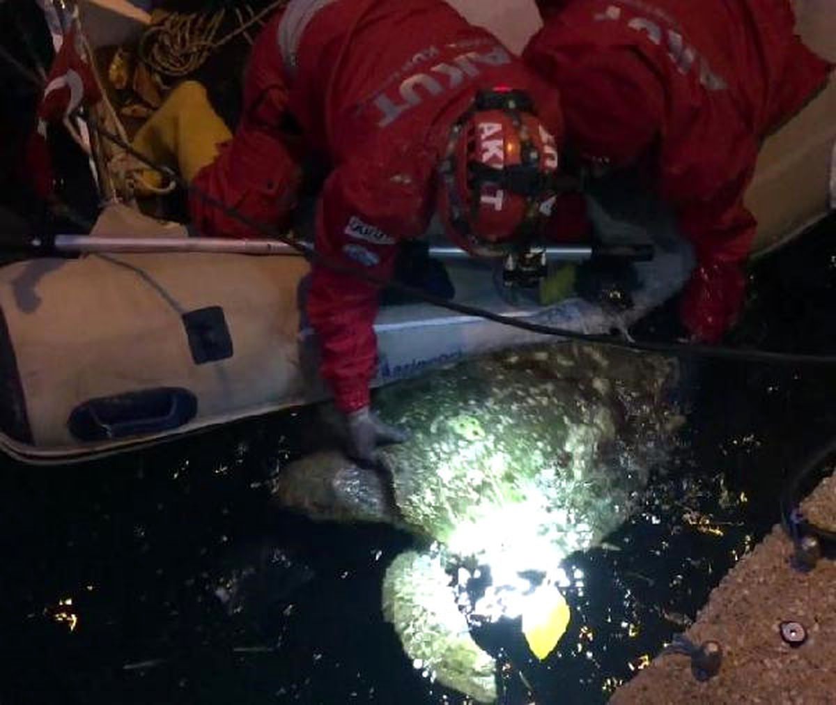 Caretta Carettayı Akut Kurtardı