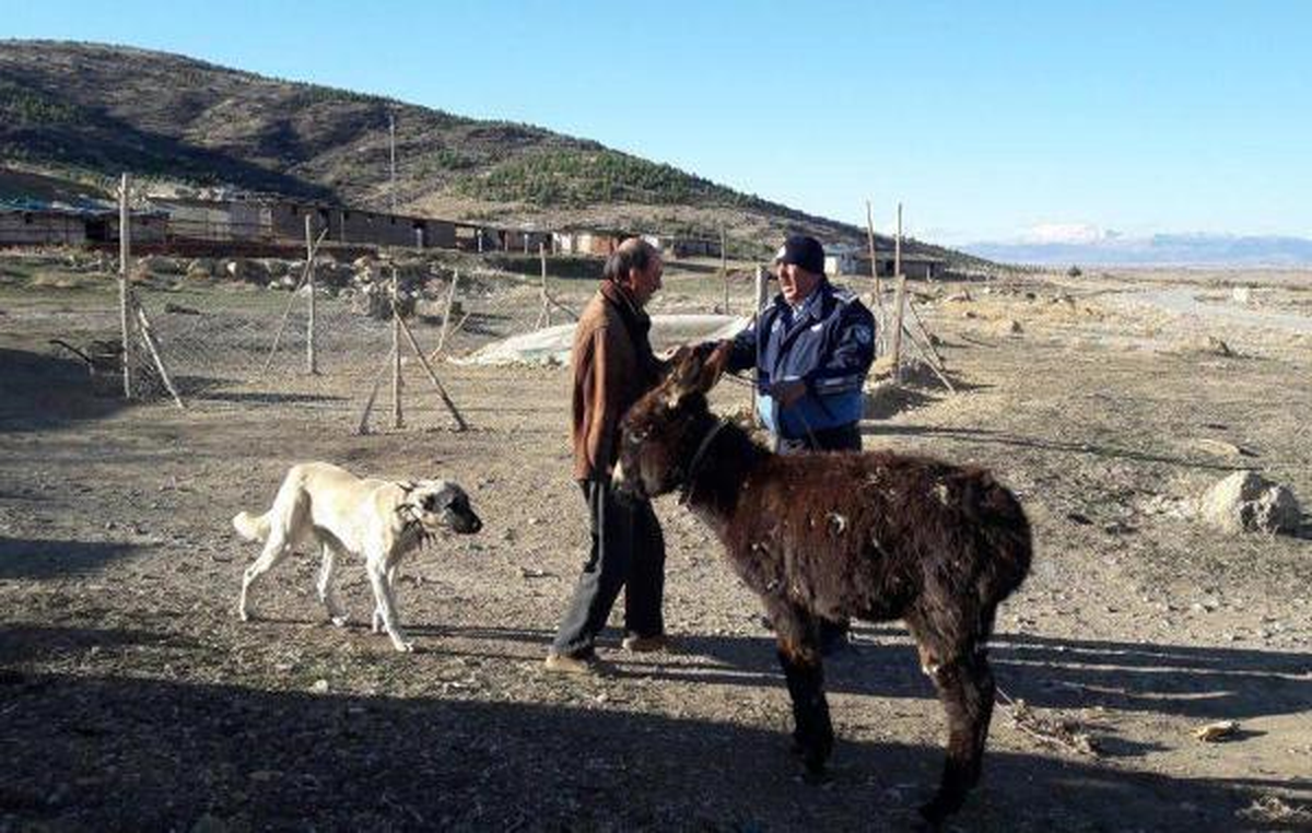 Donmak Üzere Olan Eşeğe Zabıta Koruması