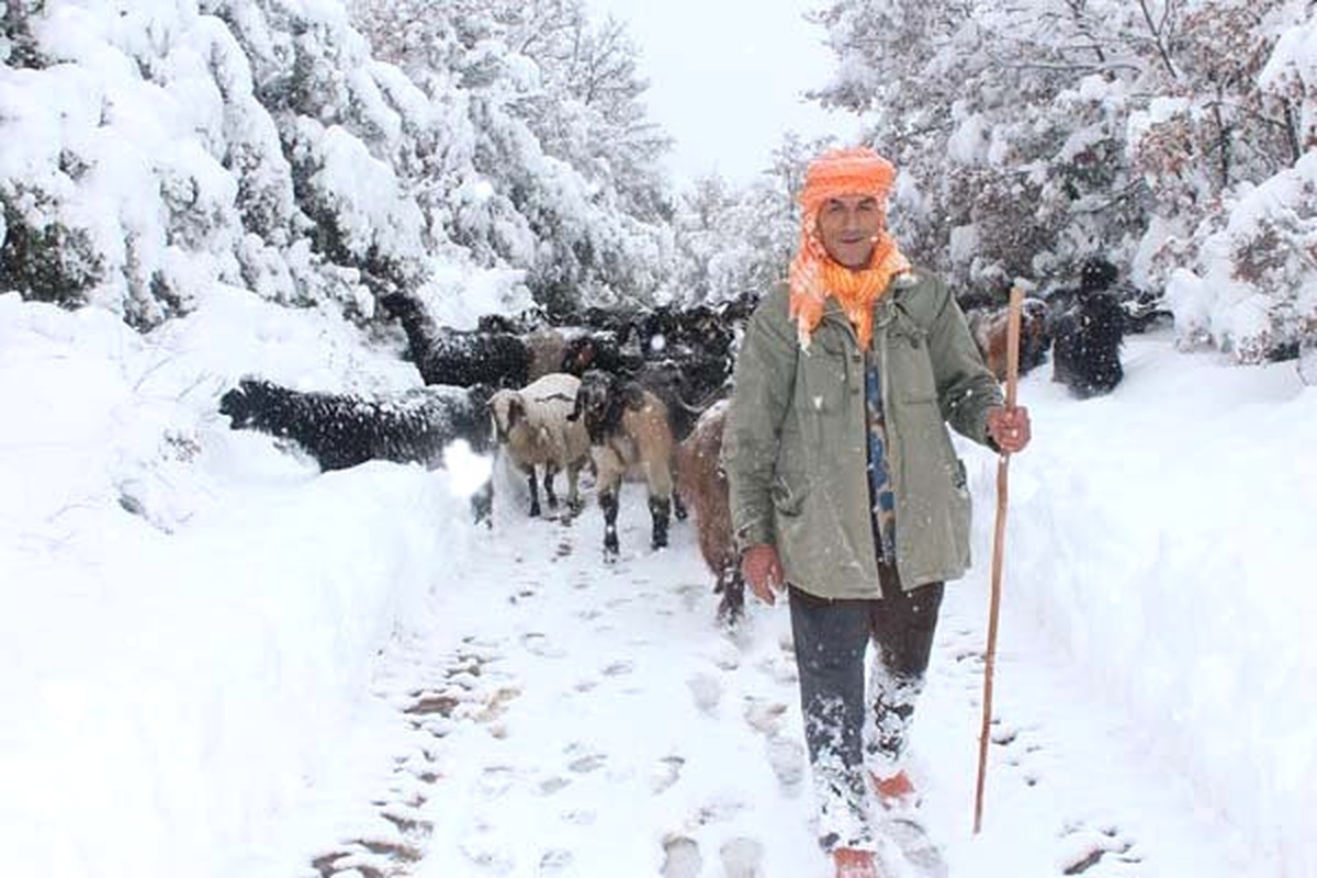 Hayvanları İçin Çığ Tehlikesini Göze Alıyorlar